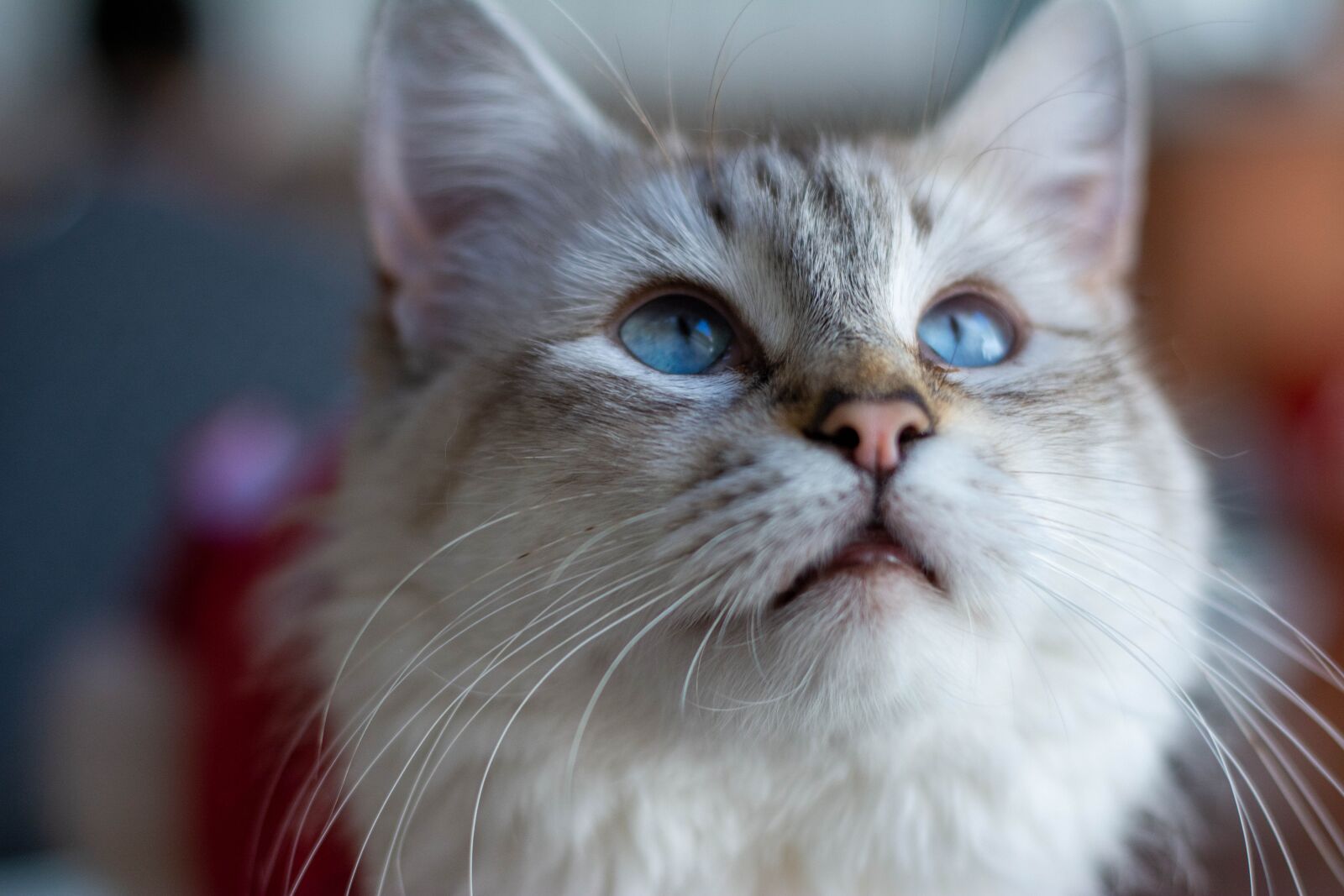 Nikon D7100 sample photo. Kitten, feline, blue eyes photography