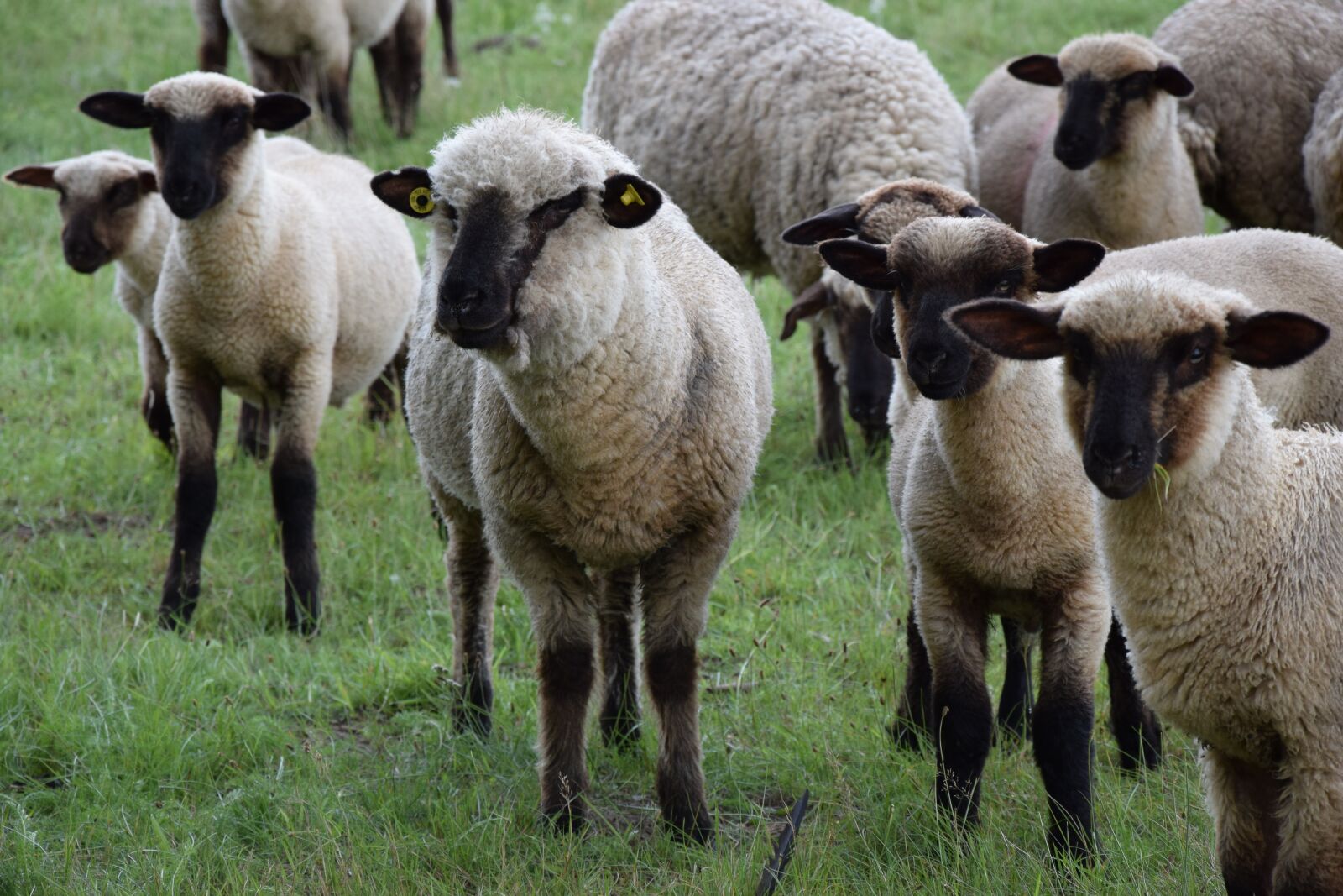 Nikon D3300 sample photo. Animals, sheep, pasture photography