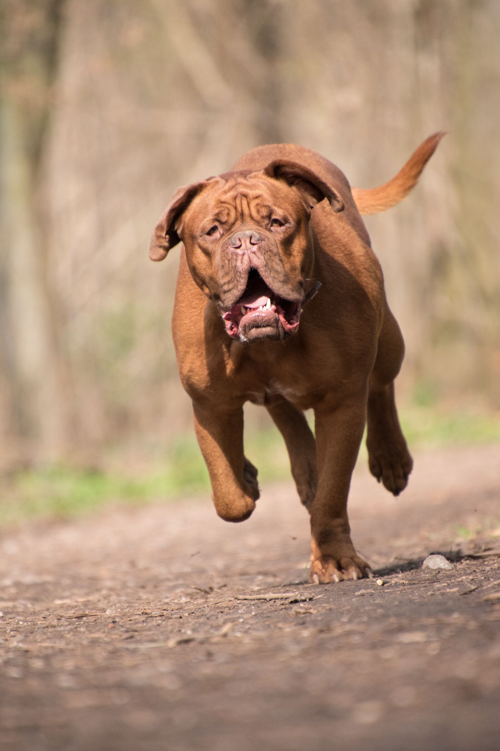 Nikon D5600 sample photo. Dog, animal, bordeaux mastiff photography