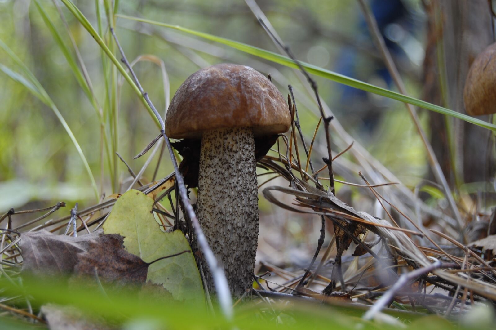 Nikon D40 sample photo. Mushroom, edible, forests photography