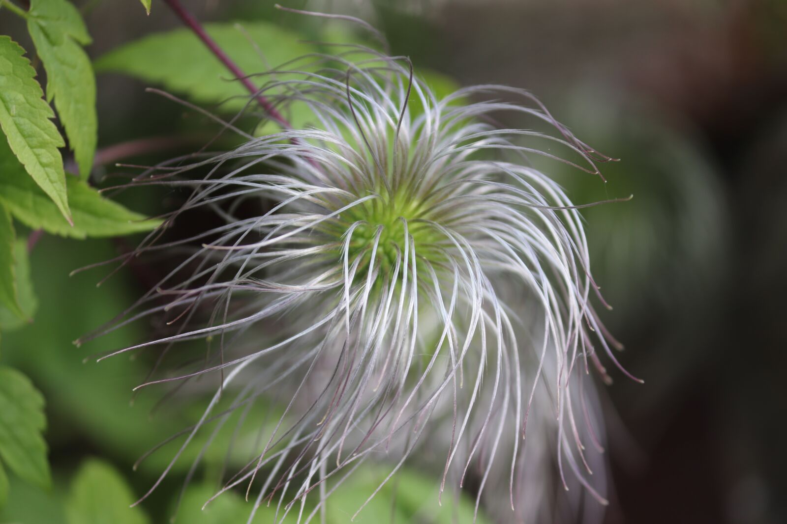 Canon EOS 200D (EOS Rebel SL2 / EOS Kiss X9) sample photo. Clematis, climber plant, nature photography