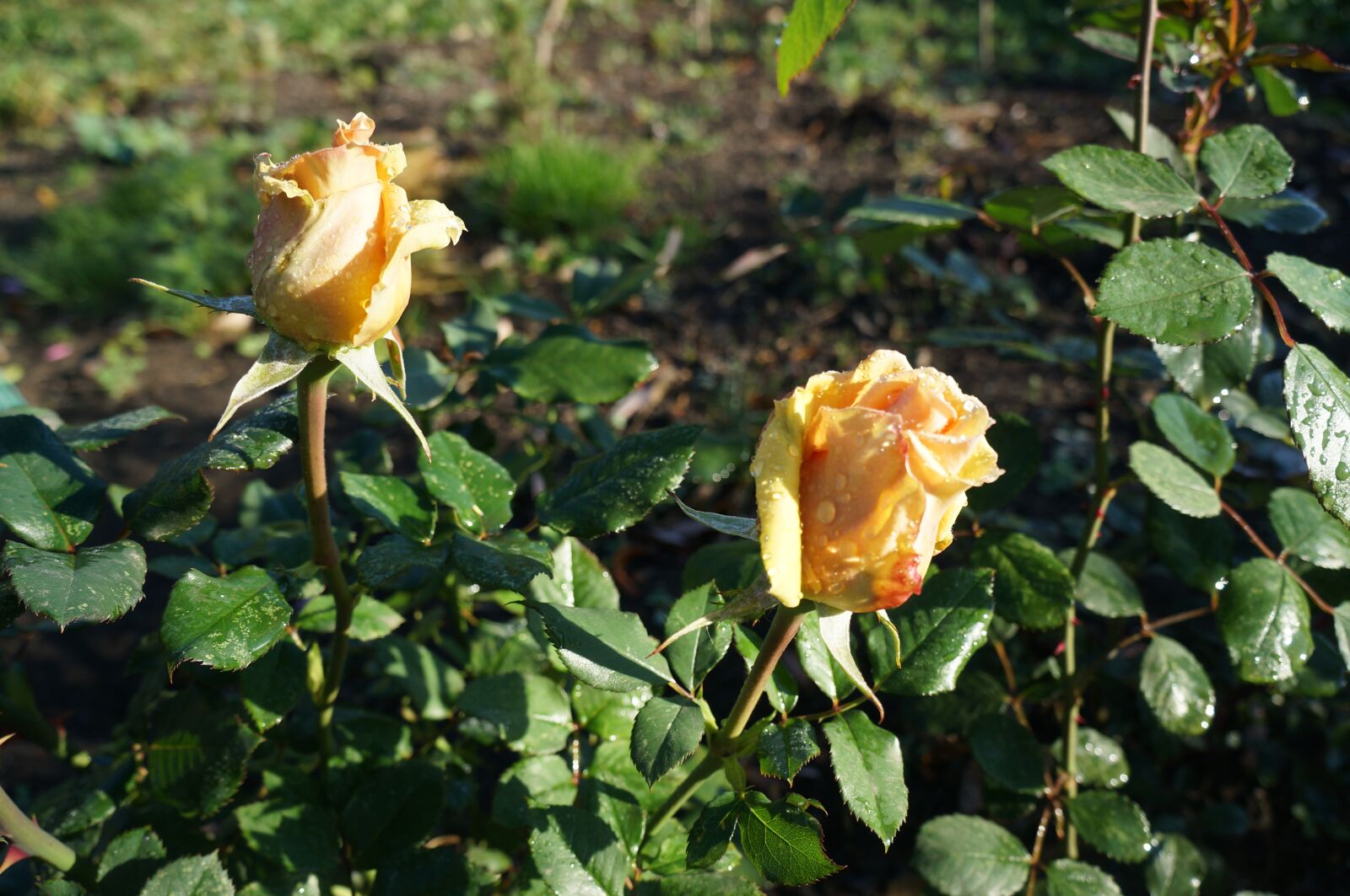 Sony Alpha NEX-5R + Sony E 18-55mm F3.5-5.6 OSS sample photo. желтые розы, утро, роса photography