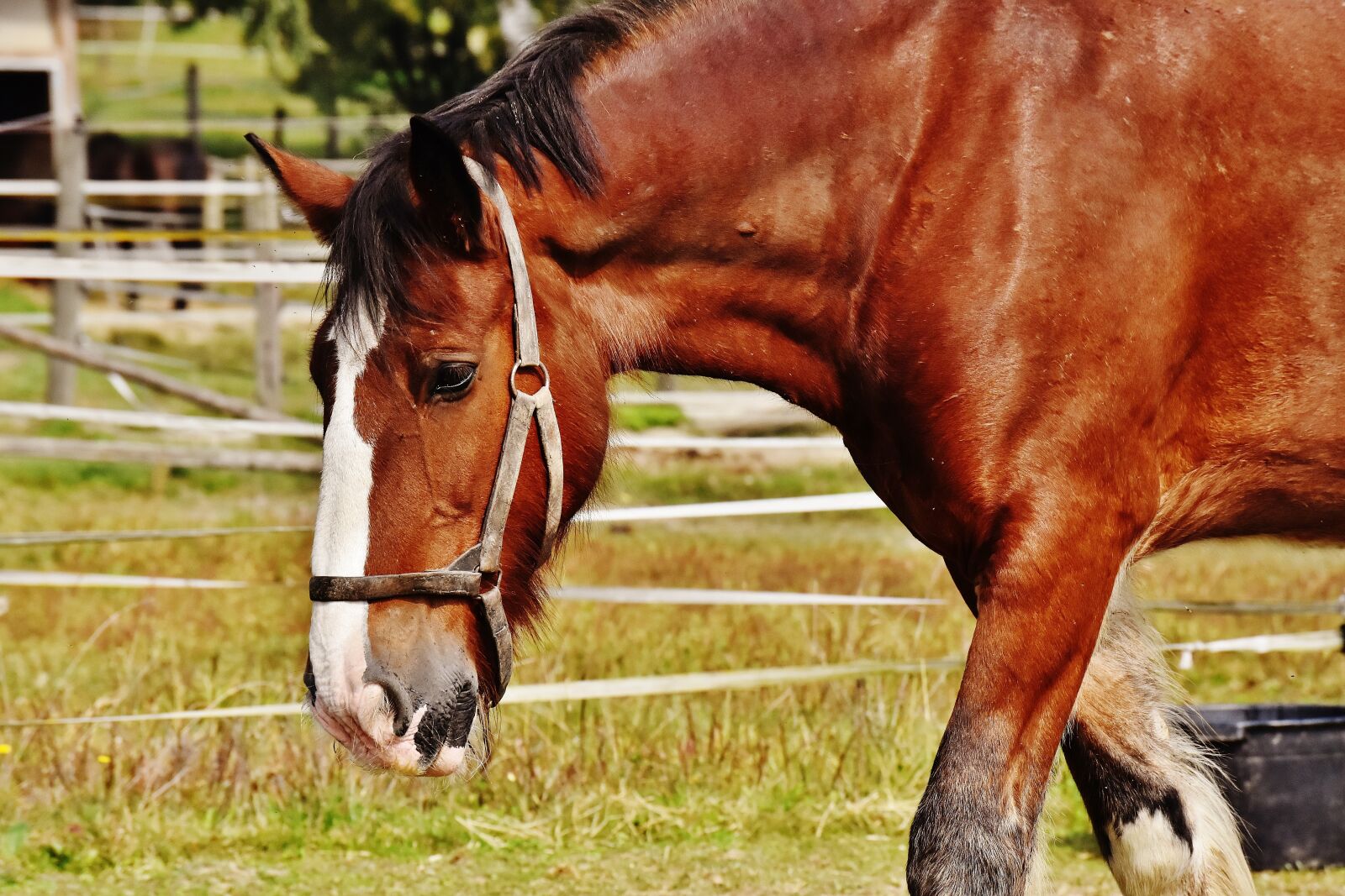 Nikon D7200 sample photo. Shire horse, horse, big photography