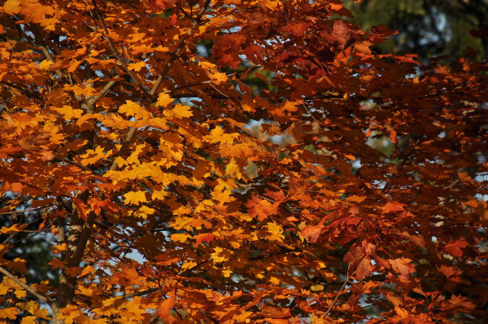 Nikon D90 sample photo. Fall foliage, autumn, autumn photography