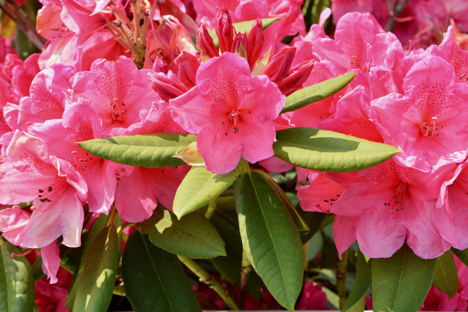 Nikon D5200 sample photo. Flowers, spring flowers, rhododendron photography