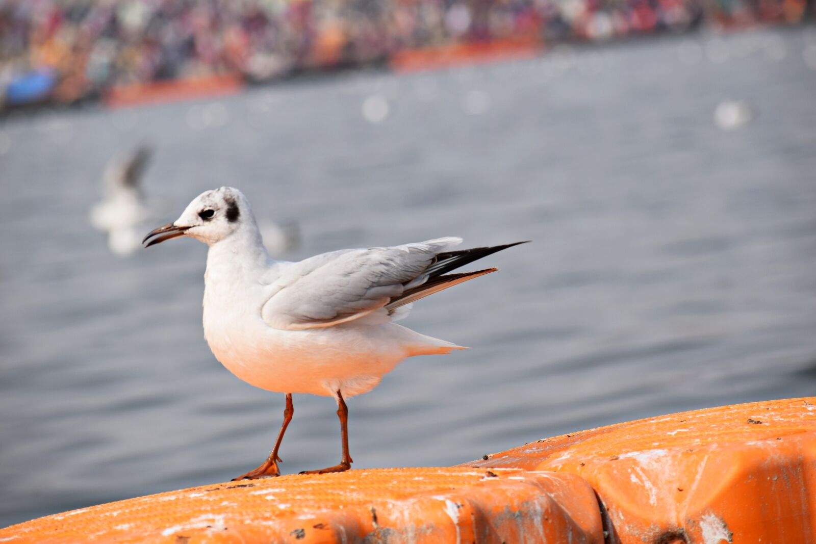 Nikon D3300 sample photo. Bird, seagull, sea photography