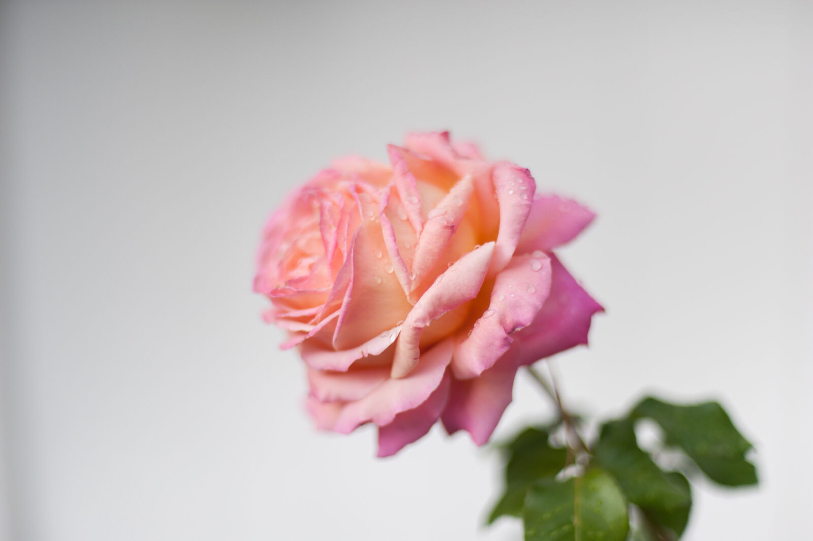Nikon AF Nikkor 50mm F1.4D sample photo. Flower, nature, pink, rose photography