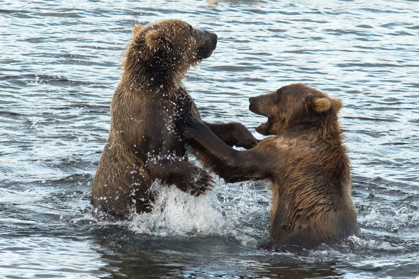 Canon EOS 6D sample photo. Playful, wrestling, between, two photography