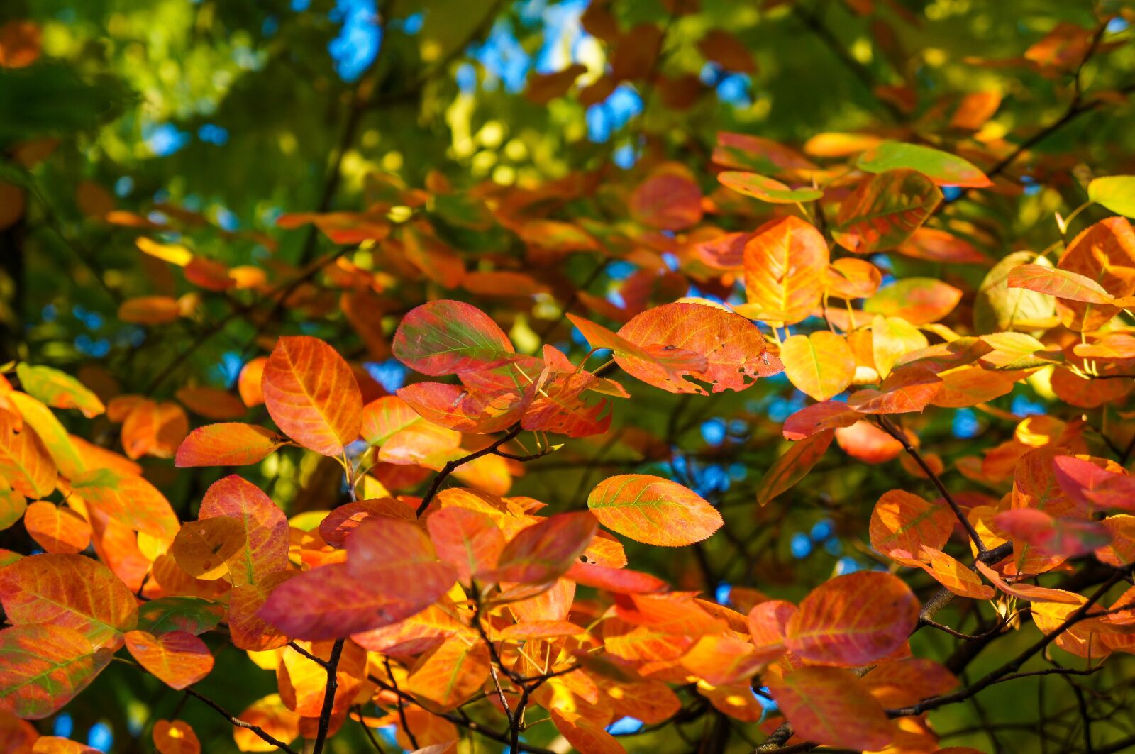 Sony Alpha NEX-C3 + Sony E 18-55mm F3.5-5.6 OSS sample photo. Leaves, autumn, colorful photography