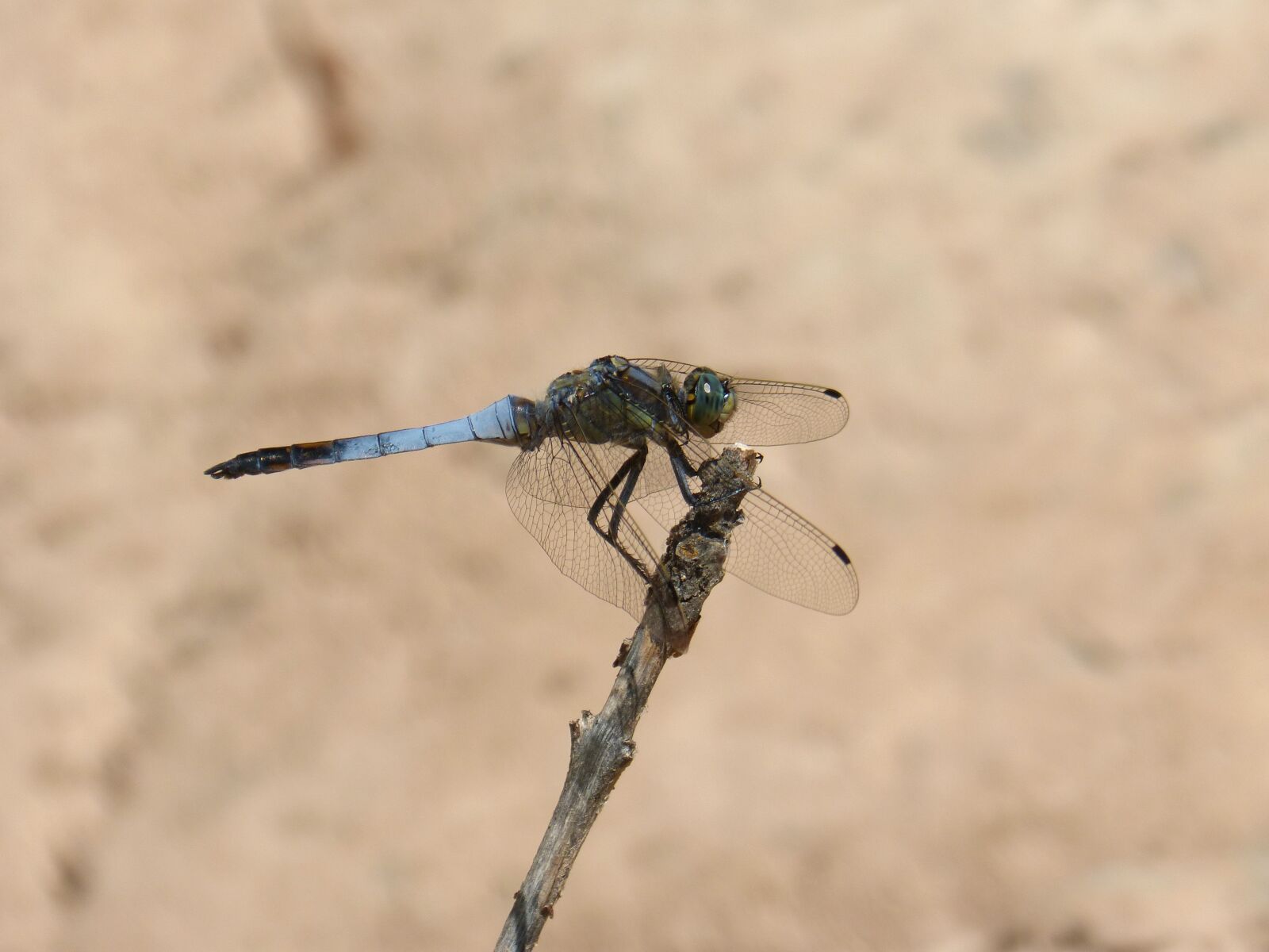 Panasonic DMC-FZ62 sample photo. Lb lula blue, orthetrum photography