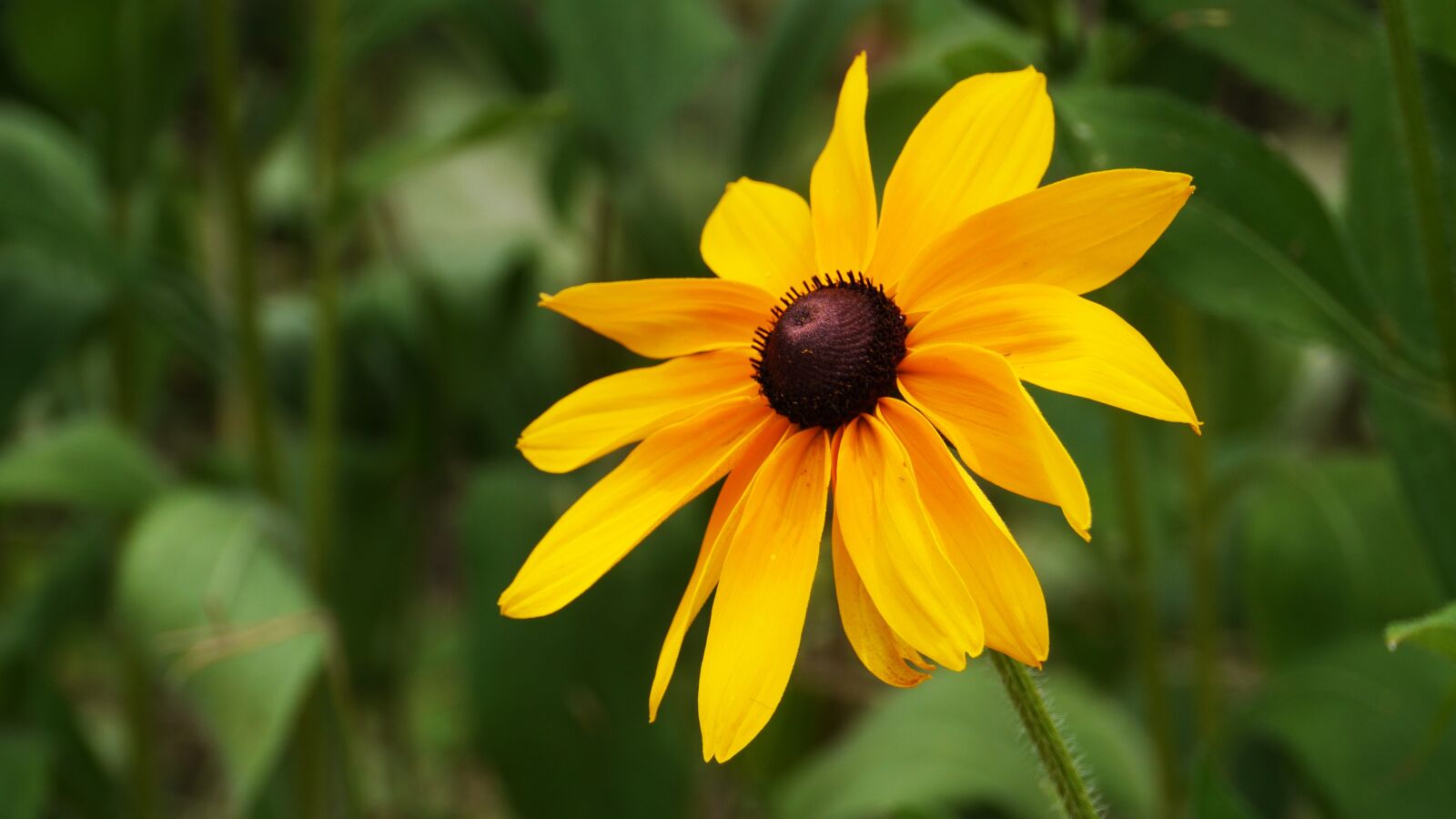 Panasonic Lumix DMC-GH3 sample photo. Flowers, travel, yellow photography