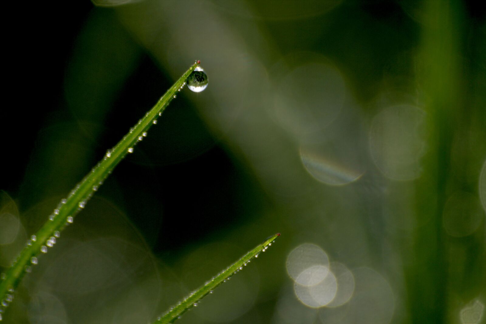 Canon EOS 400D (EOS Digital Rebel XTi / EOS Kiss Digital X) sample photo. Nature, dew, drip photography