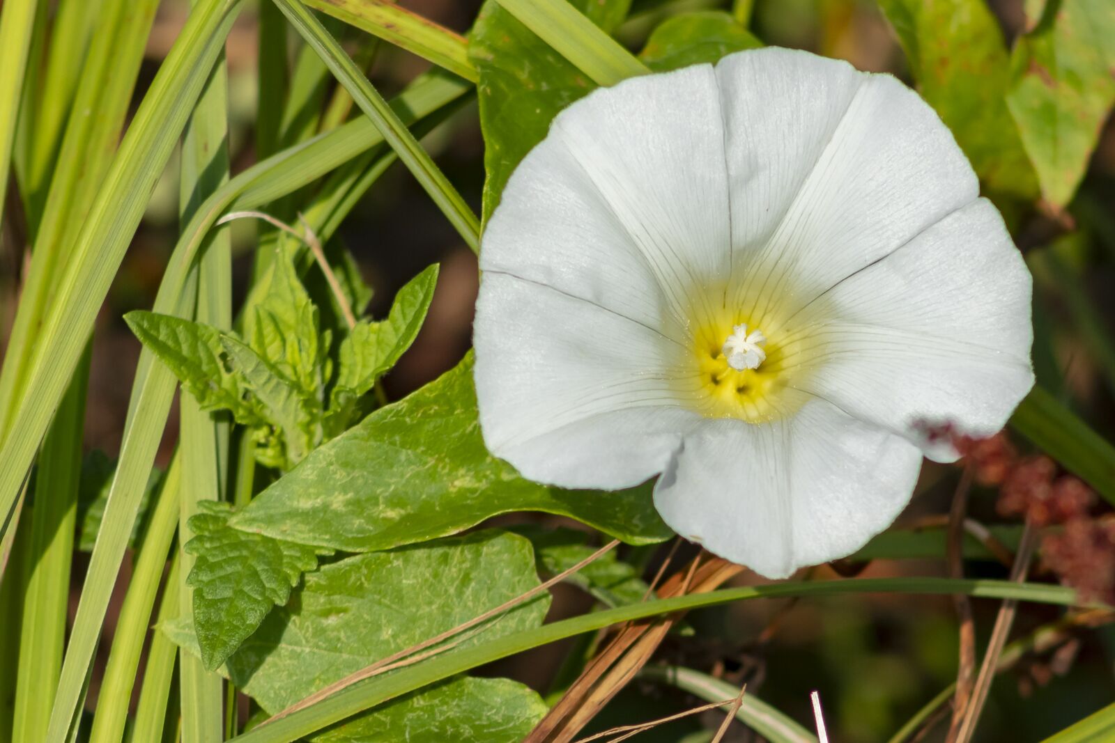 Canon EF75-300mm f/4-5.6 sample photo. Wildflower, foly f photography