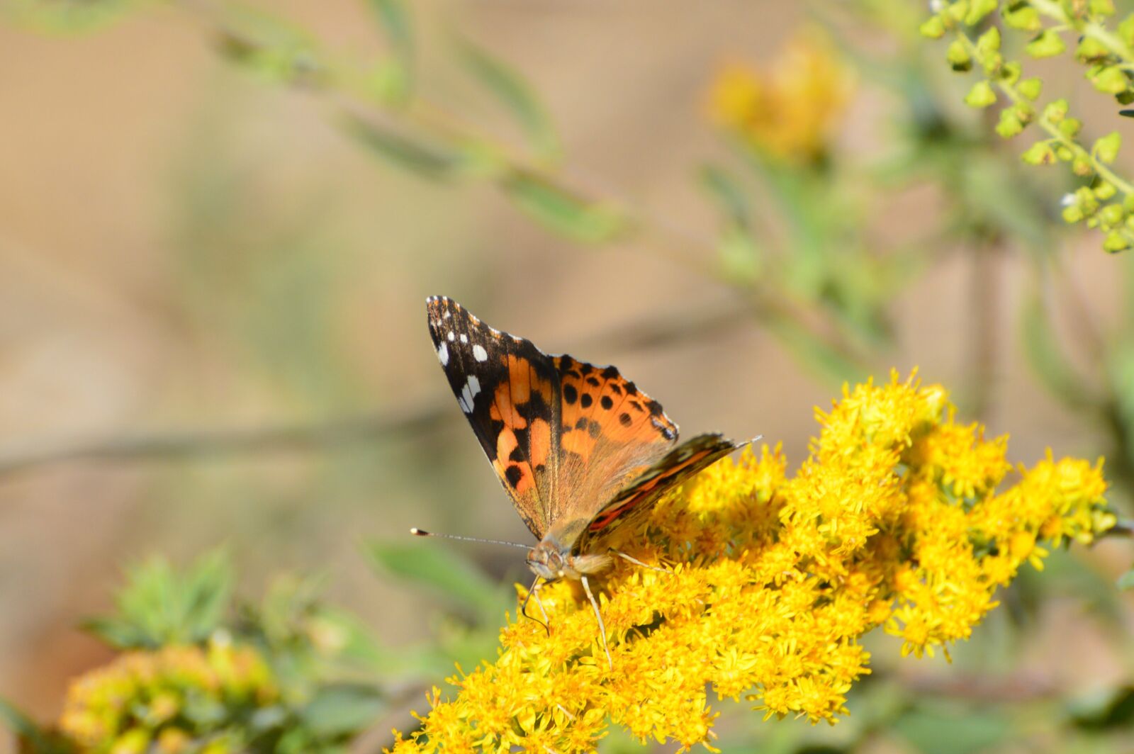 Nikon D3200 sample photo. Butterfly, painted lady, orange photography
