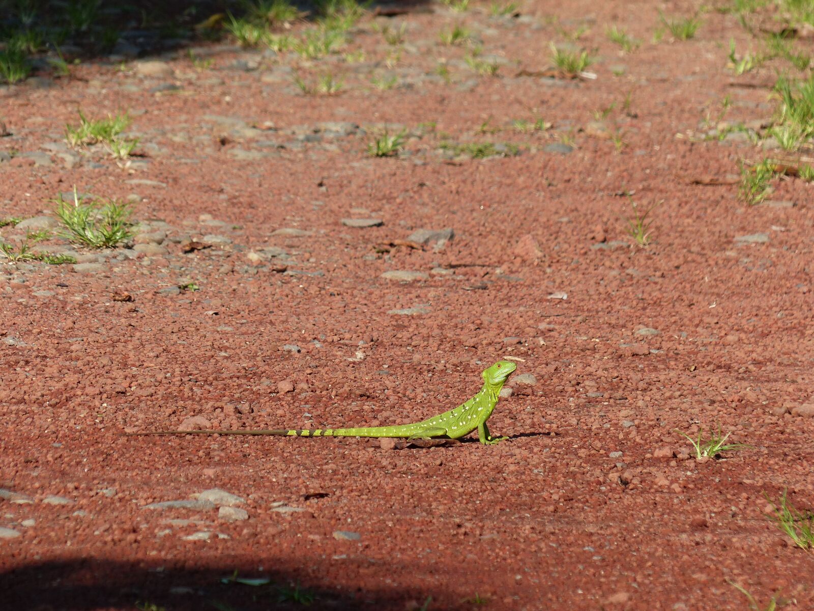 Panasonic Lumix DMC-FZ200 sample photo. Basilisk, lizard, green photography
