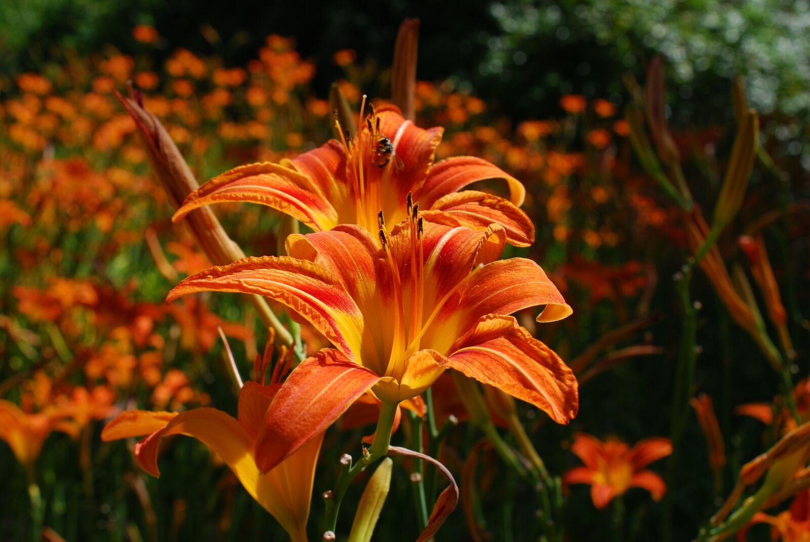 Nikon D60 sample photo. Iris, flowering, plant photography