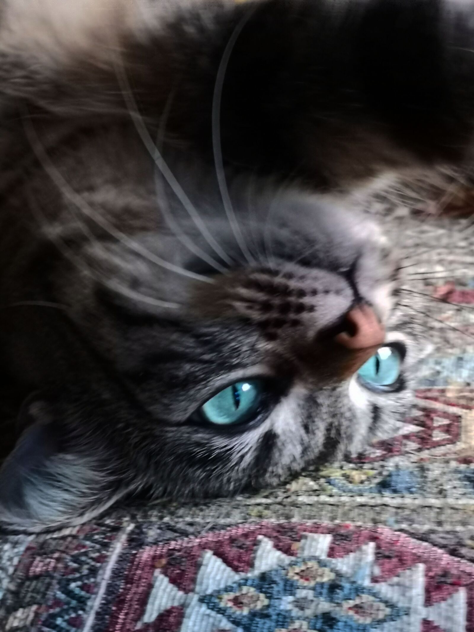 HUAWEI CLT-L09 sample photo. Animals, cat, pet photography