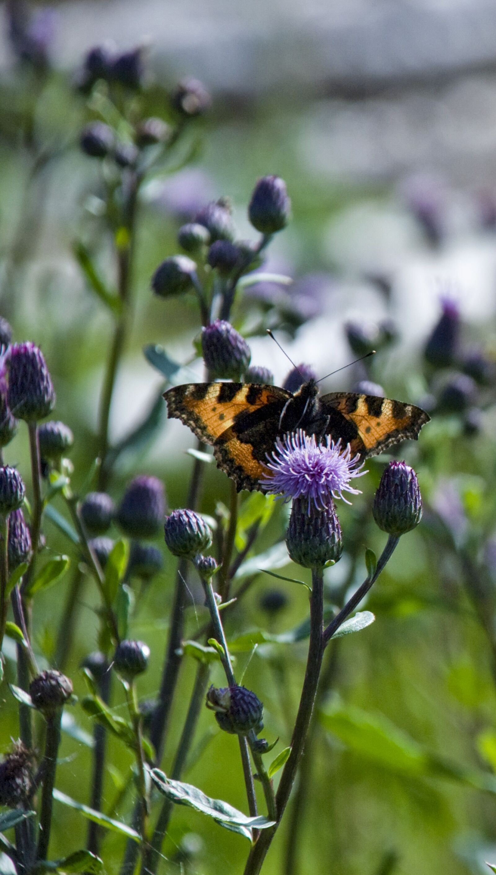 Nikon D80 sample photo. Thistle, plant, summer photography
