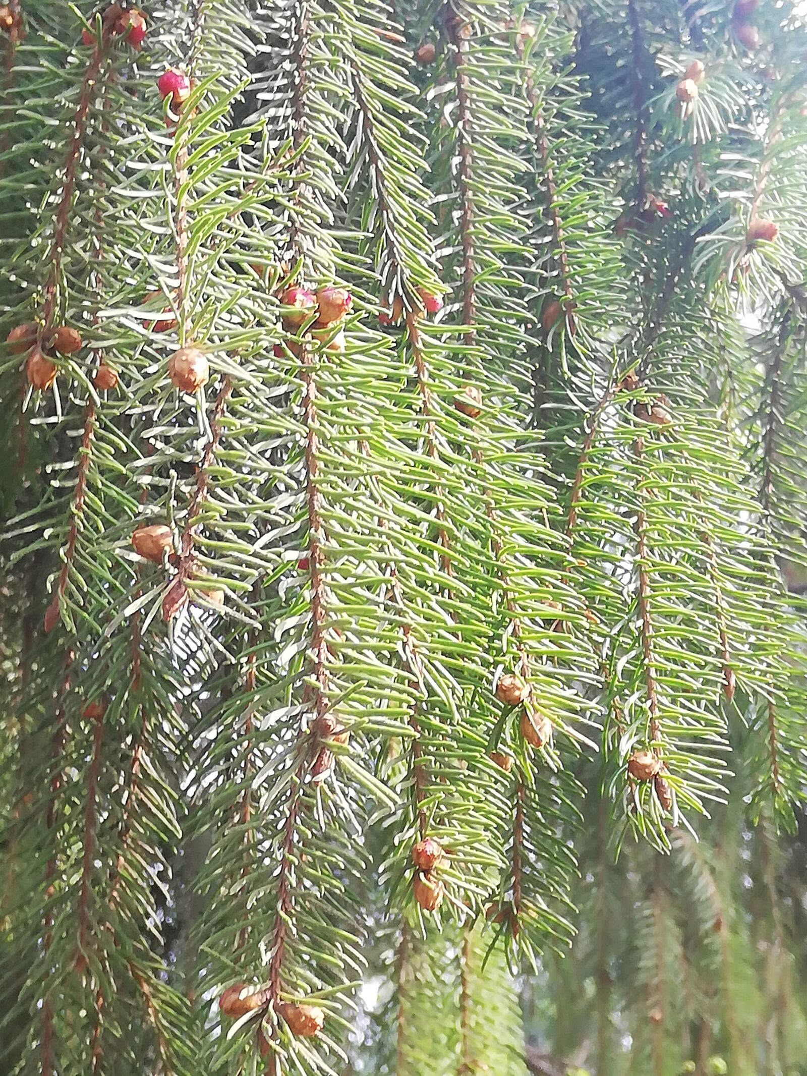 HUAWEI P20 lite sample photo. Branch, pine, day photography