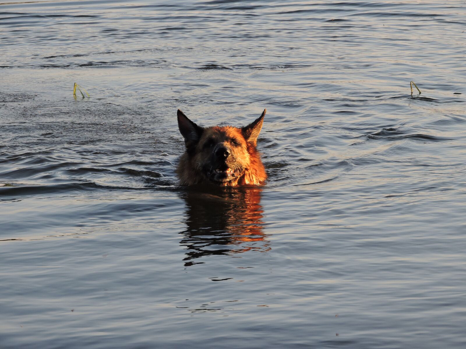 Nikon Coolpix P600 sample photo. Sch fer dog, water photography