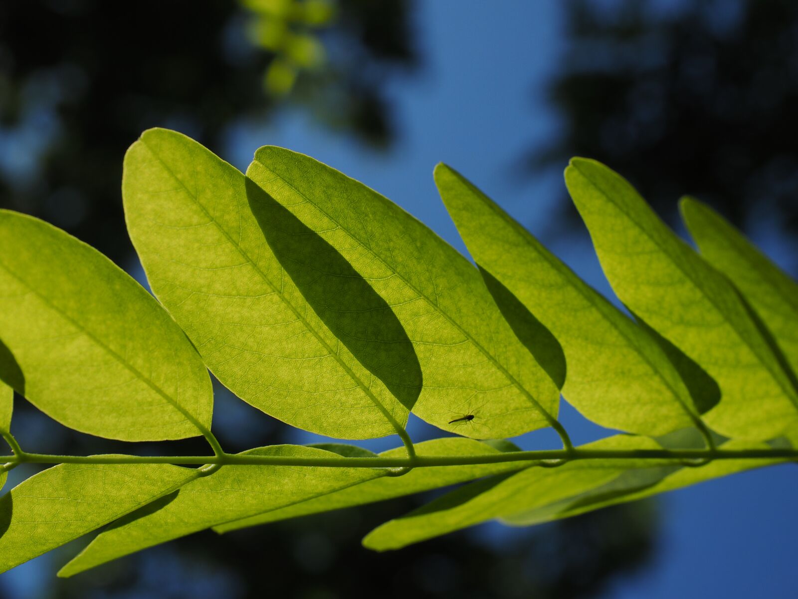 Olympus OM-D E-M1 + Olympus M.Zuiko Digital ED 12-40mm F2.8 Pro sample photo. Leaf, green, leaf veins photography