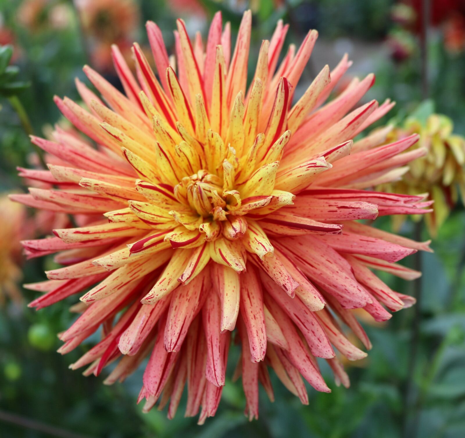Canon EOS 750D (EOS Rebel T6i / EOS Kiss X8i) sample photo. Flowers, chrysanthemum, krupnyj plan photography