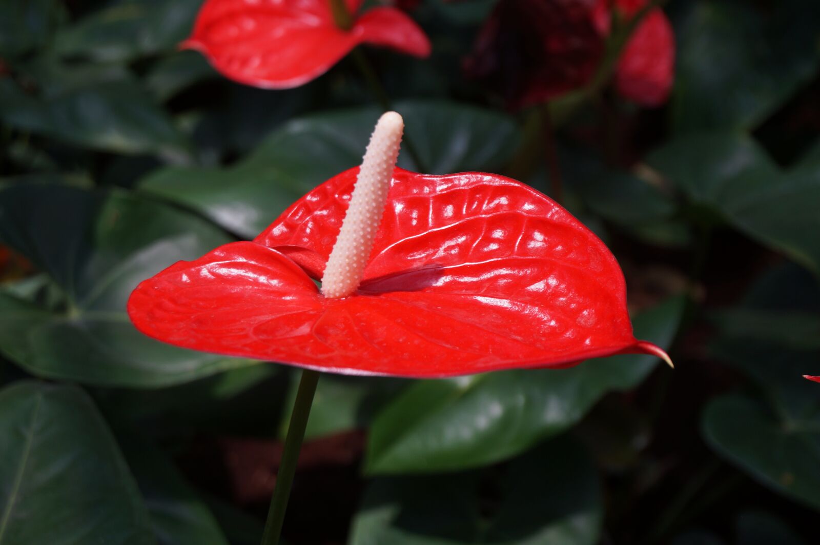 Sony Alpha NEX-3N sample photo. Flower, flora, anthurium photography