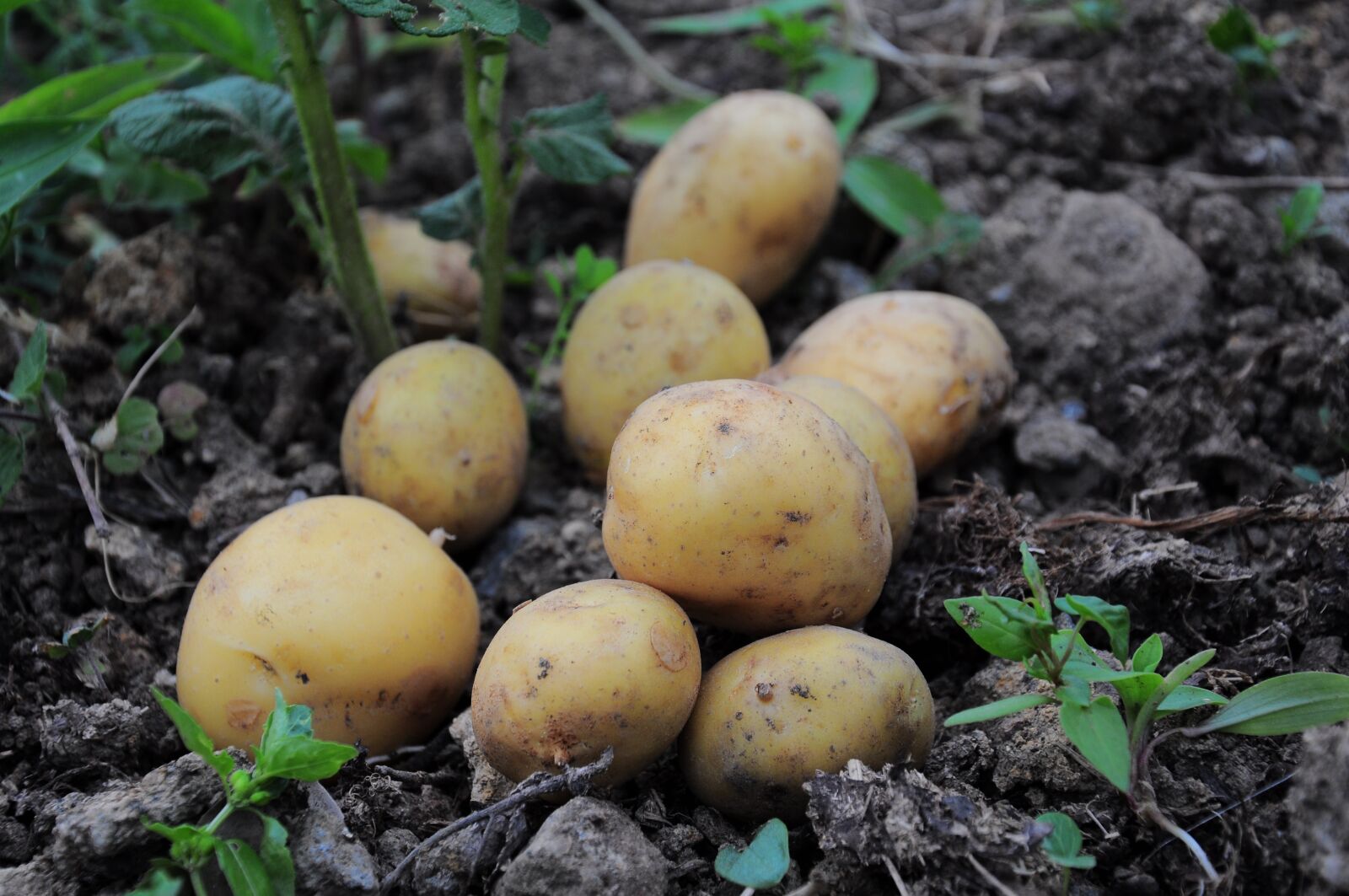 Nikon D90 sample photo. Potato, potato pictures, potatoes photography