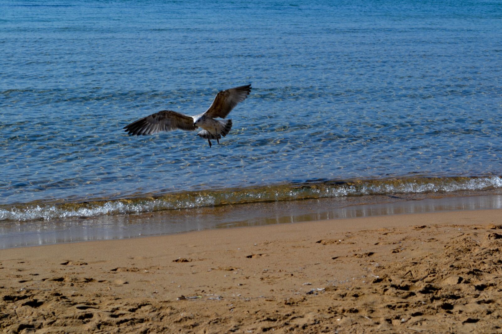 Nikon D3100 sample photo. Seagull, fly, sky photography