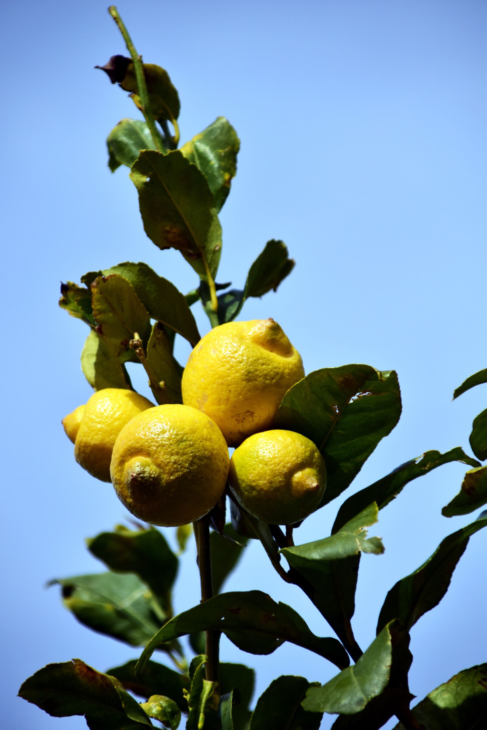 Nikon D3300 sample photo. Lemon, lemon tree, citrus photography