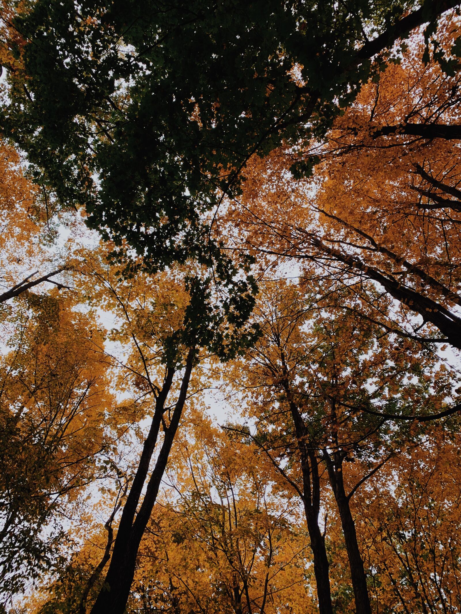 Apple iPhone XR sample photo. Trees, autumn, fall photography