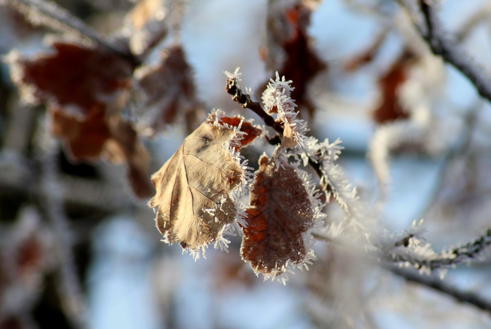 Canon EOS 1200D (EOS Rebel T5 / EOS Kiss X70 / EOS Hi) sample photo. Winter, january, frost photography