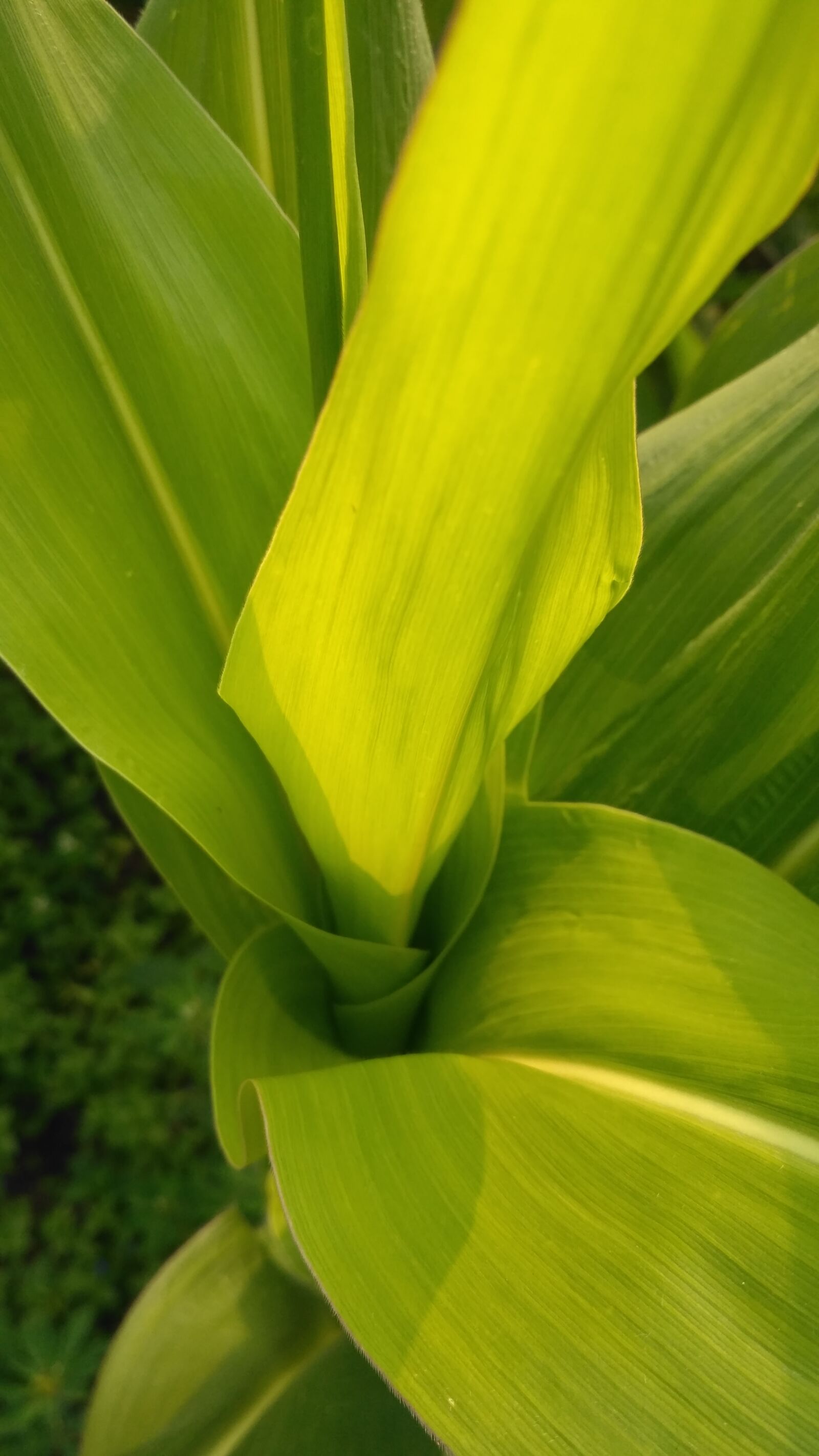 Xiaomi Redmi 3S sample photo. Flower, green, nature photography