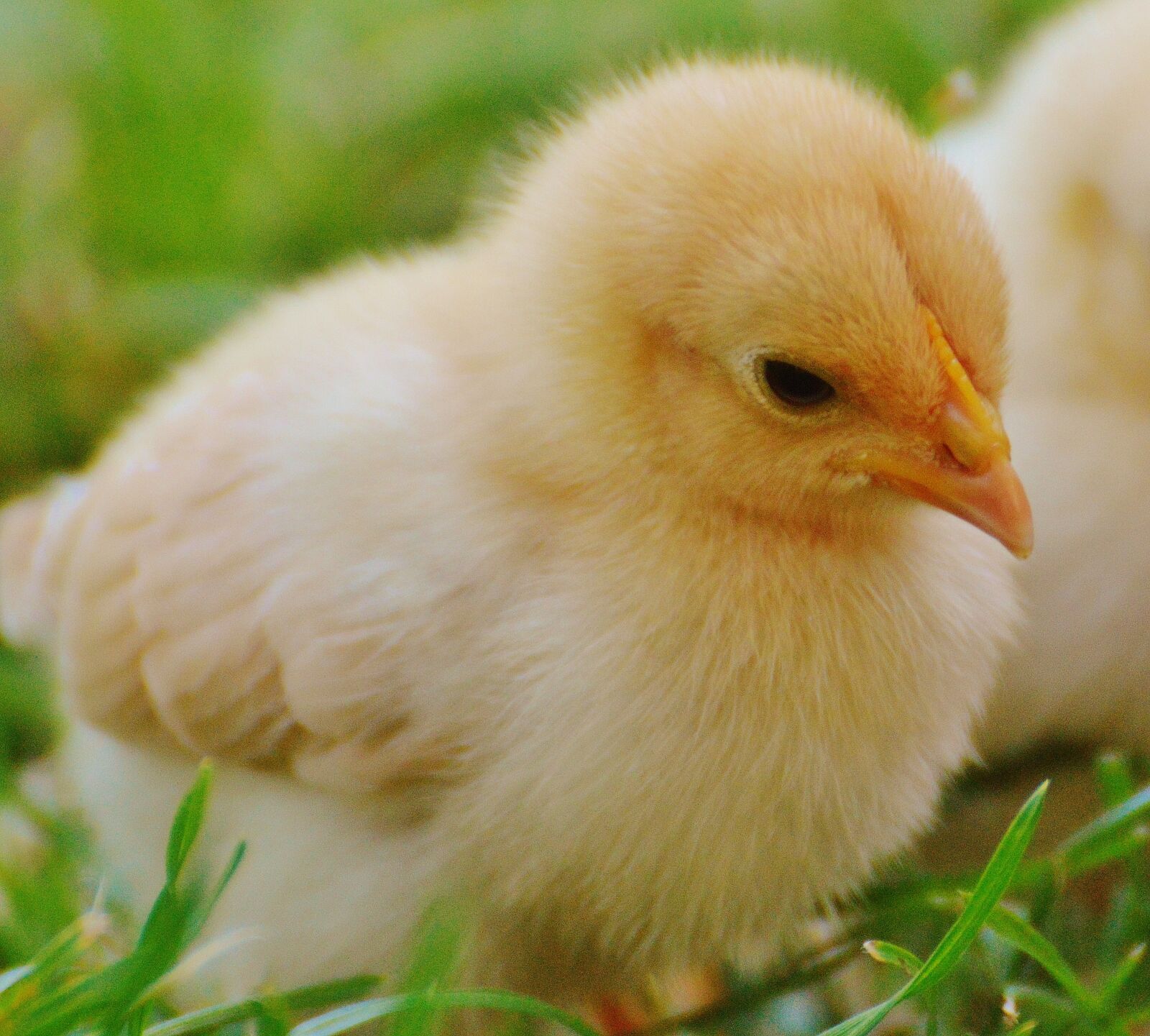 Nikon D3200 sample photo. Chicks, chicken, small photography