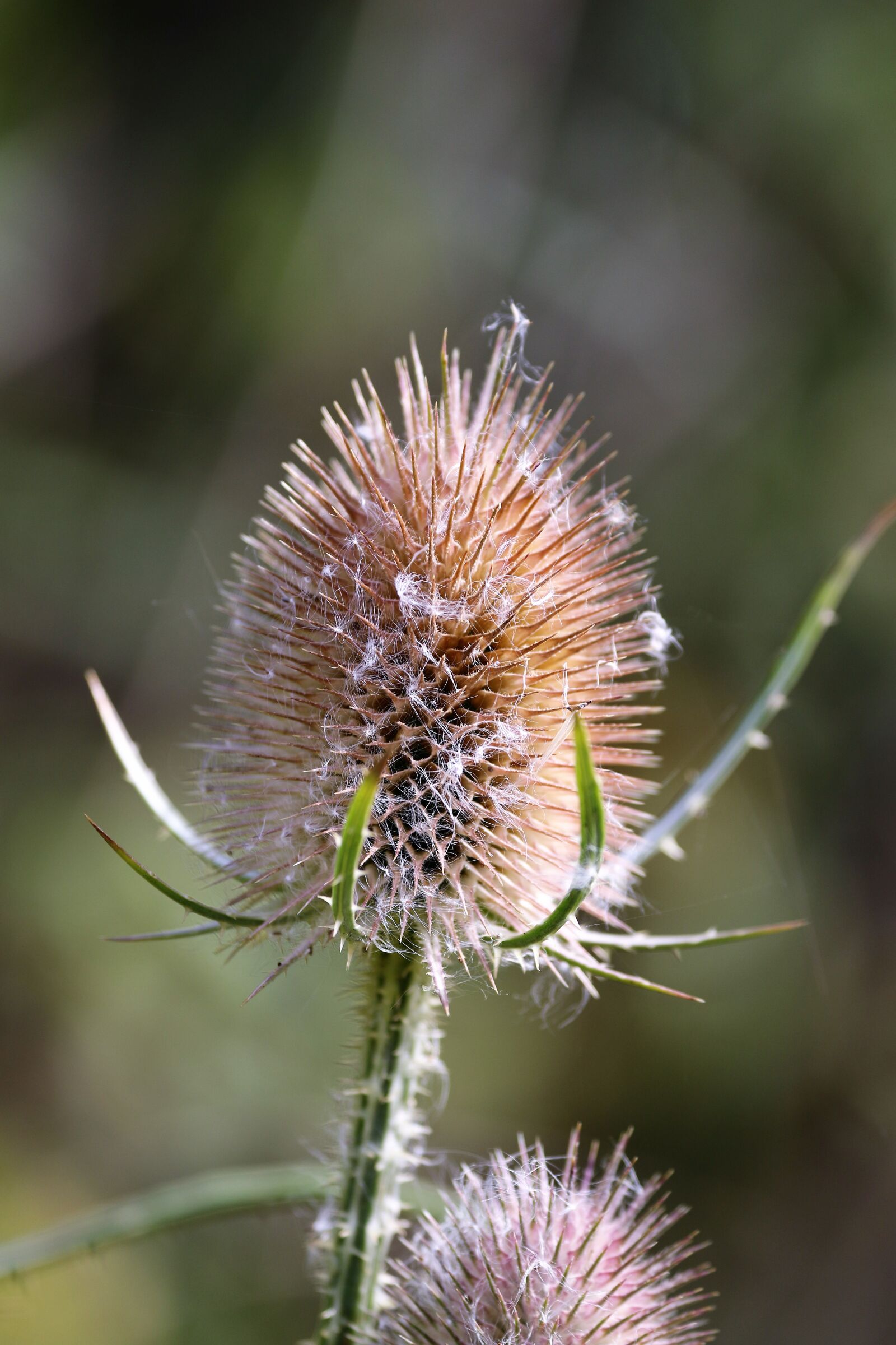 Canon EF 70-300mm F4-5.6L IS USM sample photo. Thistle, spiky, plant photography