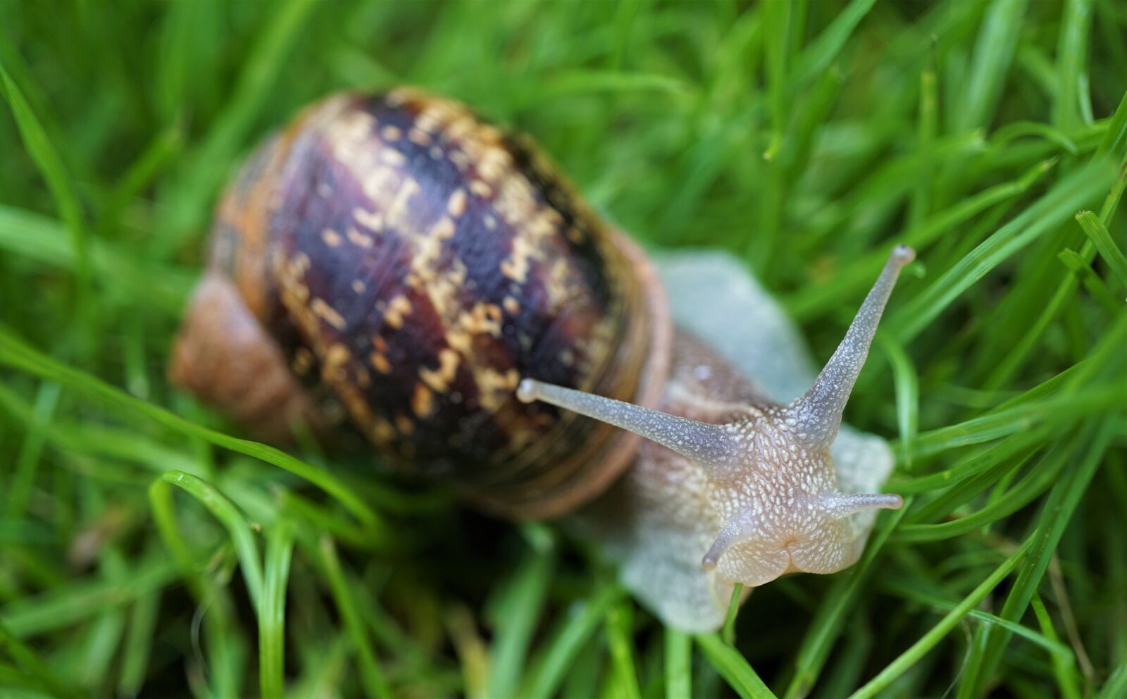 Sony a6000 sample photo. Snail, reptile, shell photography