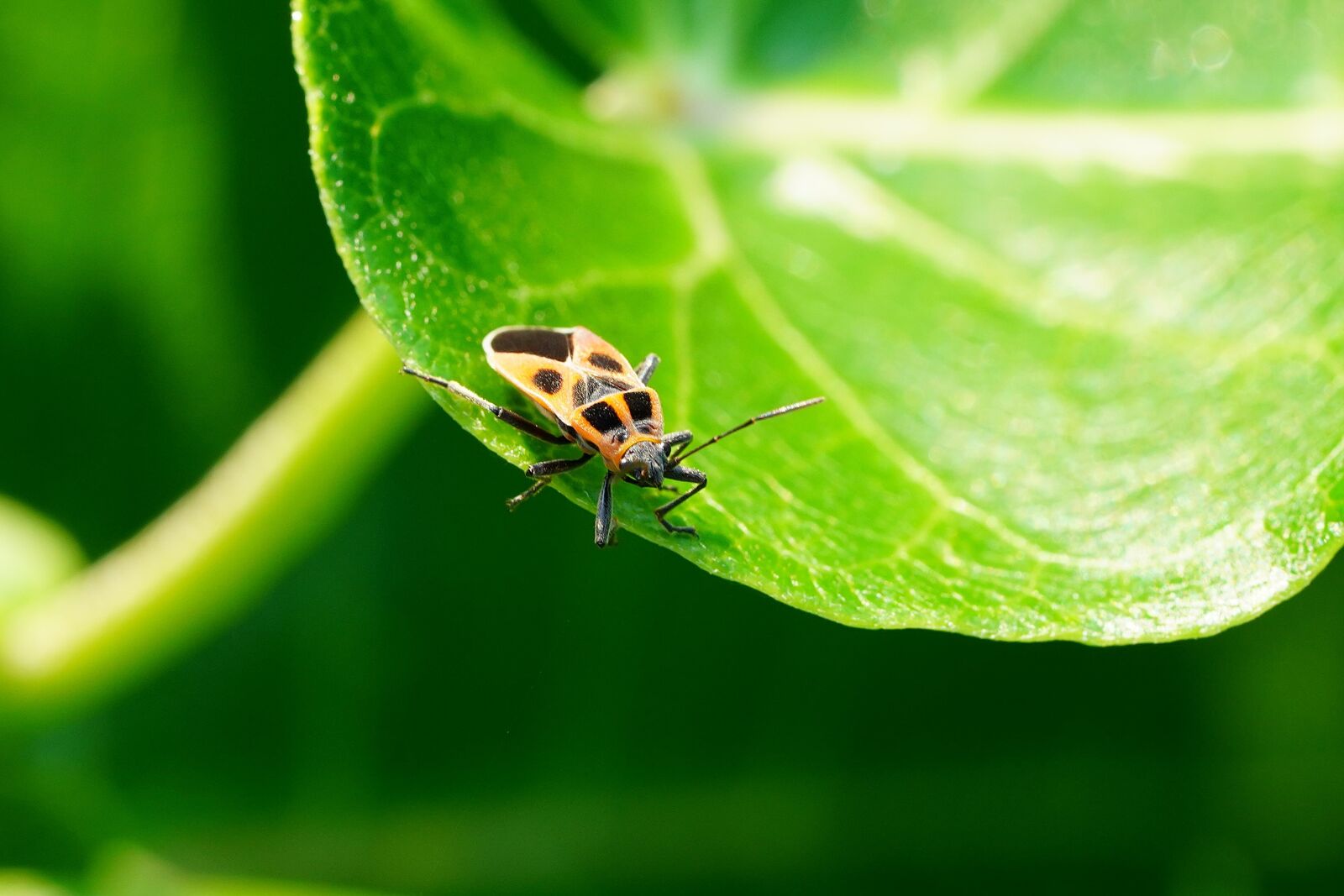 Sony a7R III + Sony FE 90mm F2.8 Macro G OSS sample photo. Insect, nature, summer photography