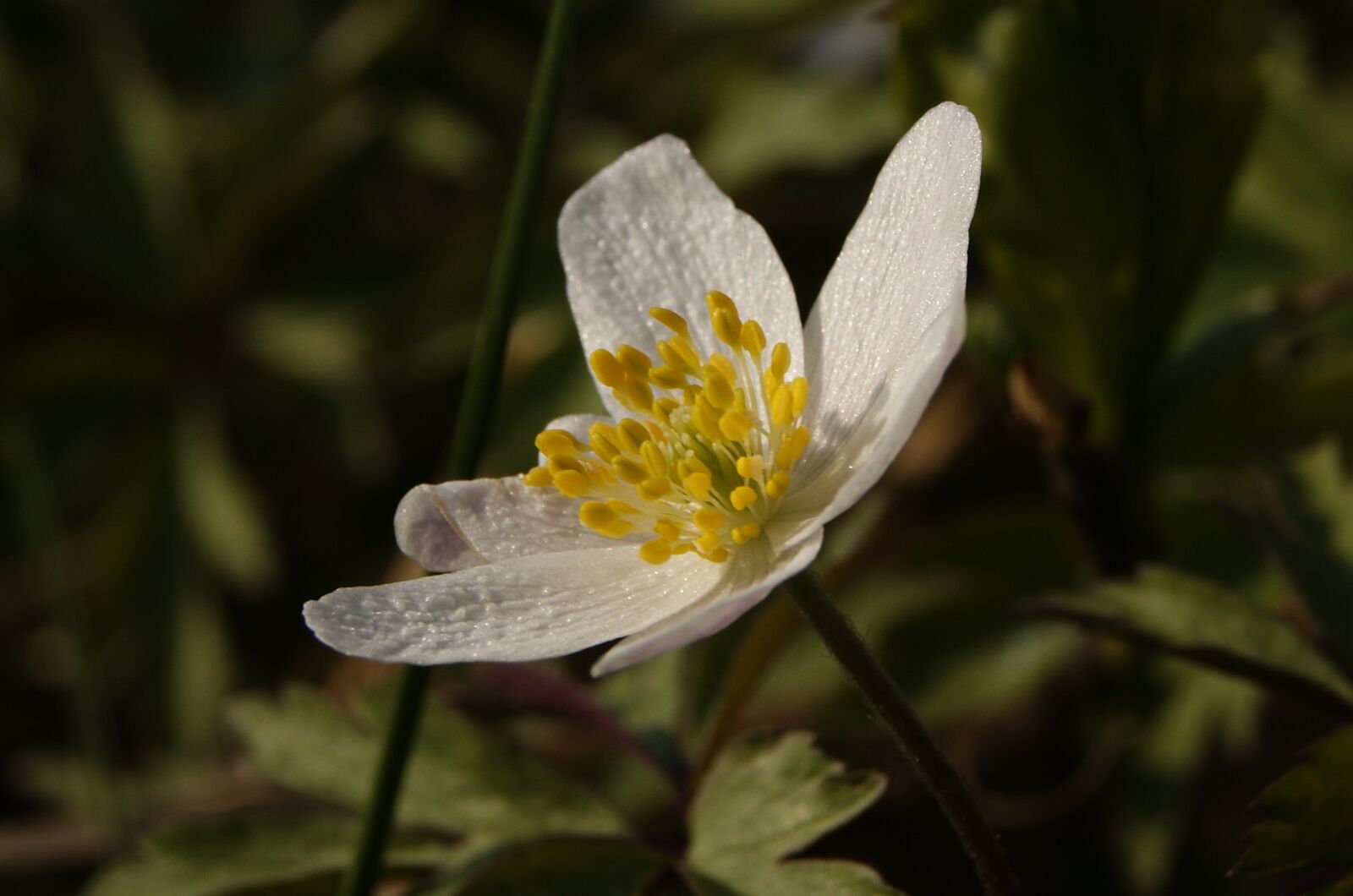 Sony Alpha DSLR-A390 sample photo. Macro, anemone, theca photography