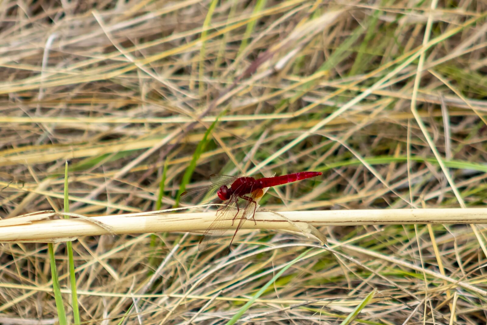 Canon EF75-300mm f/4-5.6 sample photo. Dragonfly, insect, macro photography