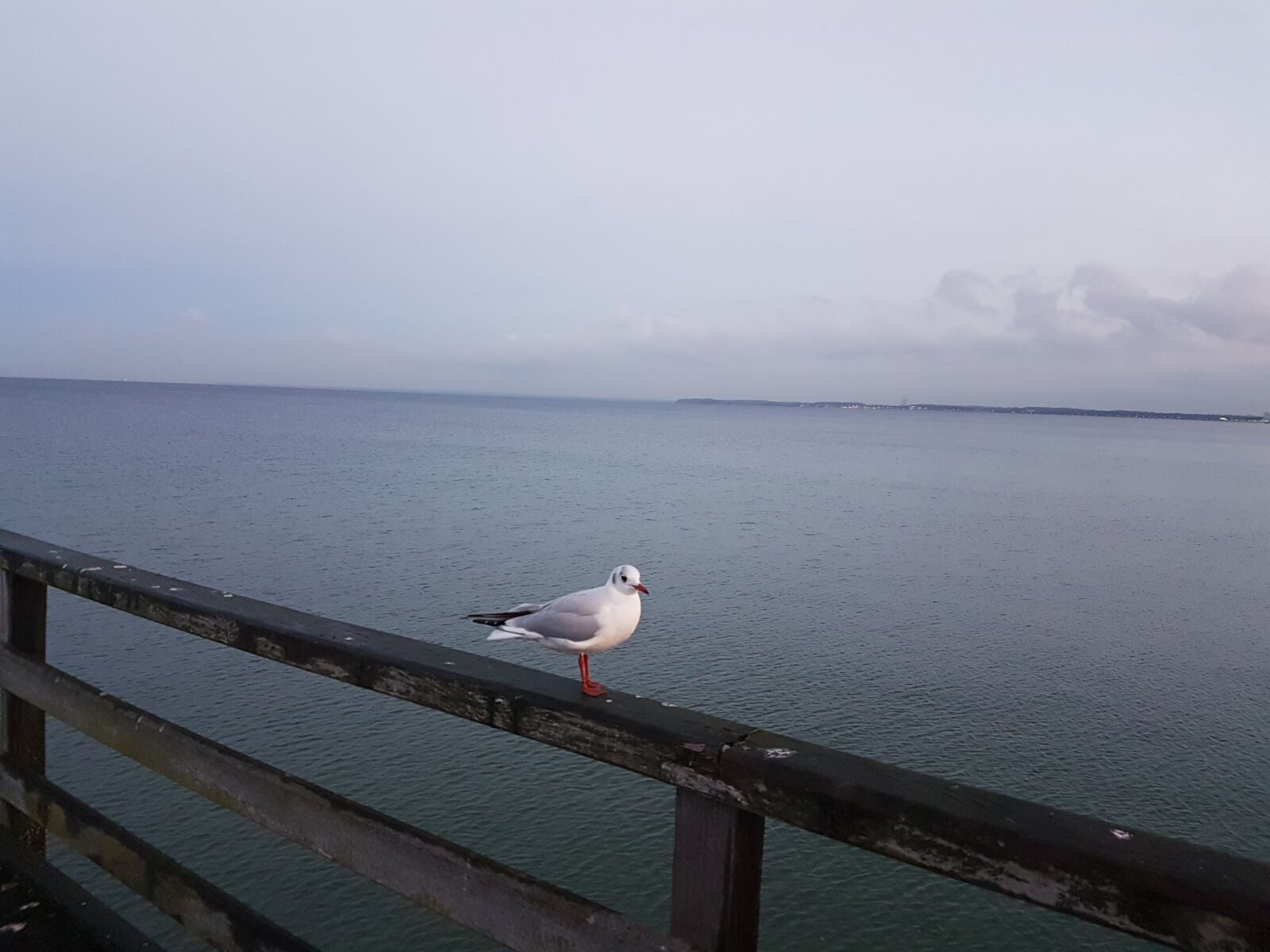 Samsung Galaxy S7 sample photo. Sea, baltic sea, seagull photography