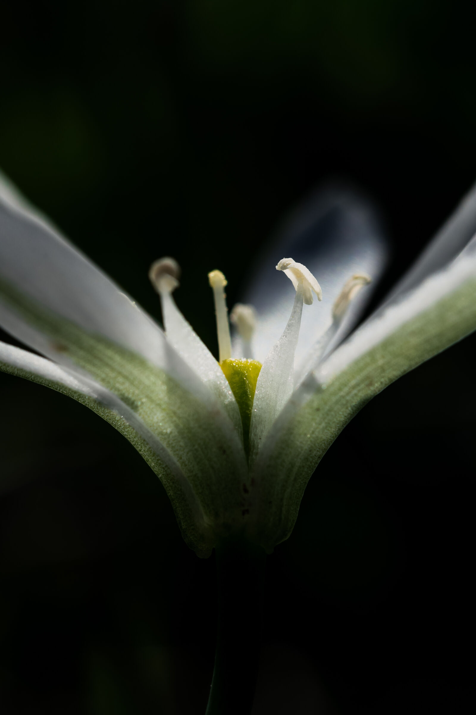 Nikon D810 sample photo. Light hiting a flower photography