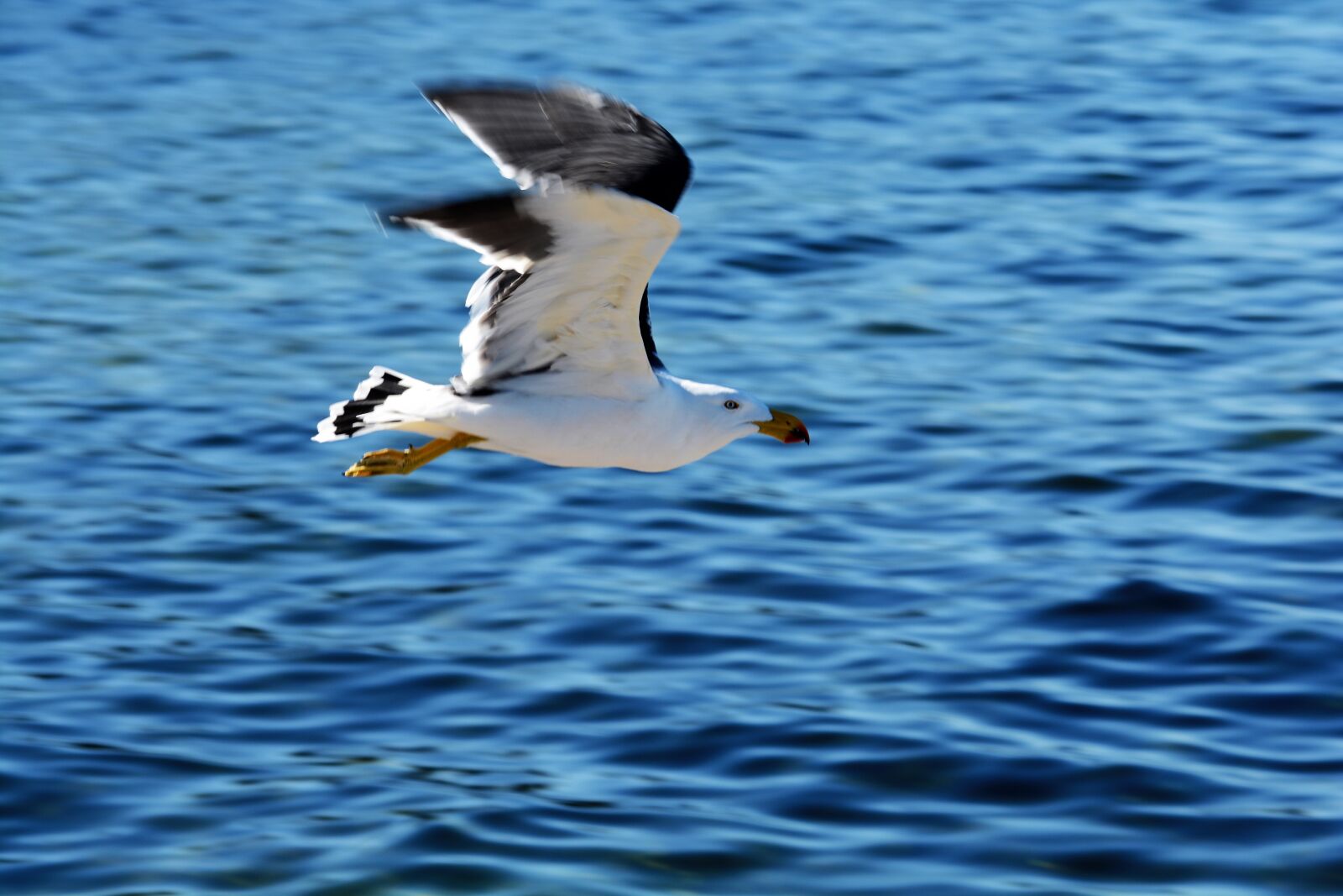 Nikon D7100 sample photo. Pacific, gull, bird photography