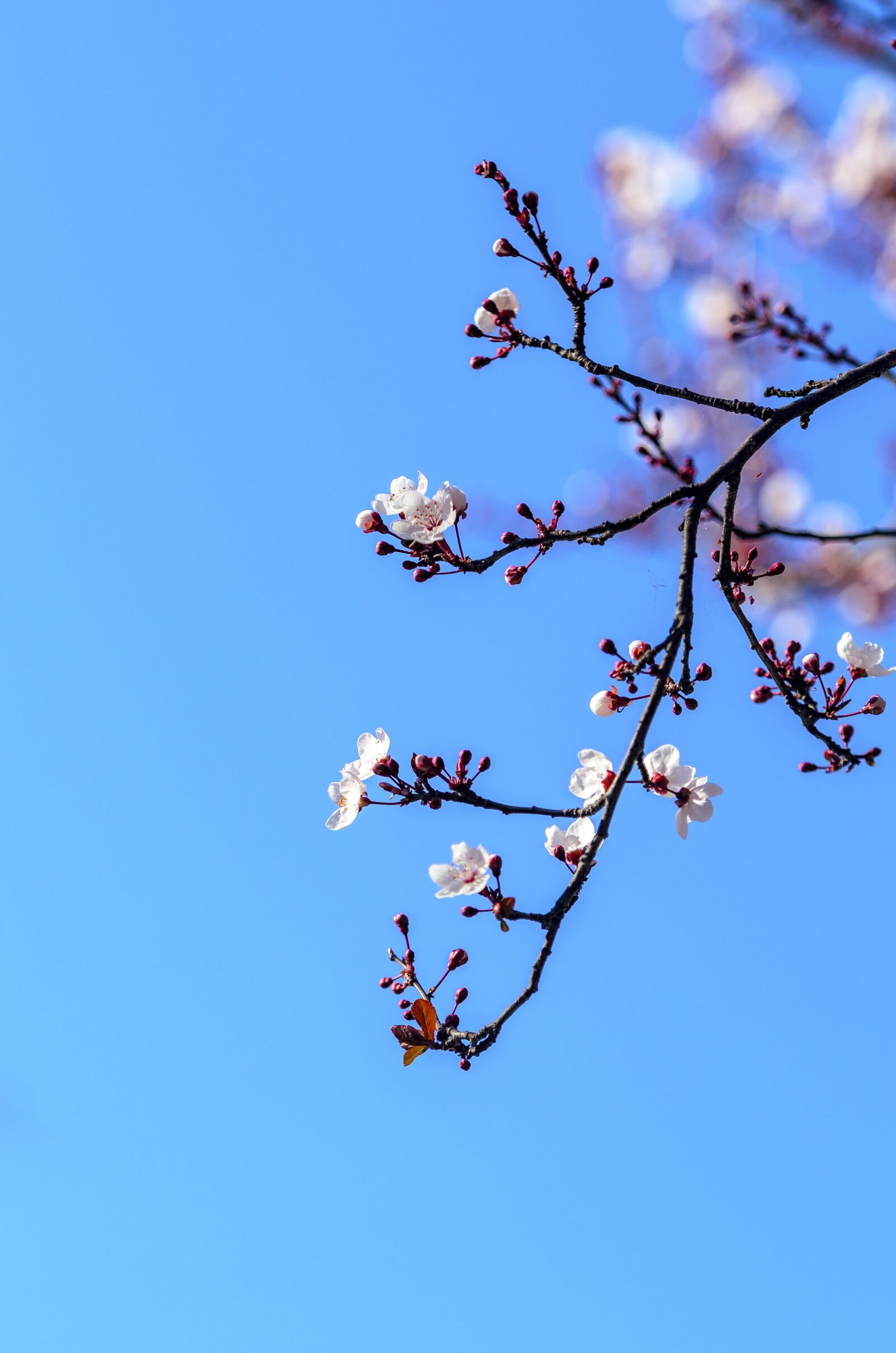 Nikon D7000 sample photo. Peach blossom, australia, beautiful photography