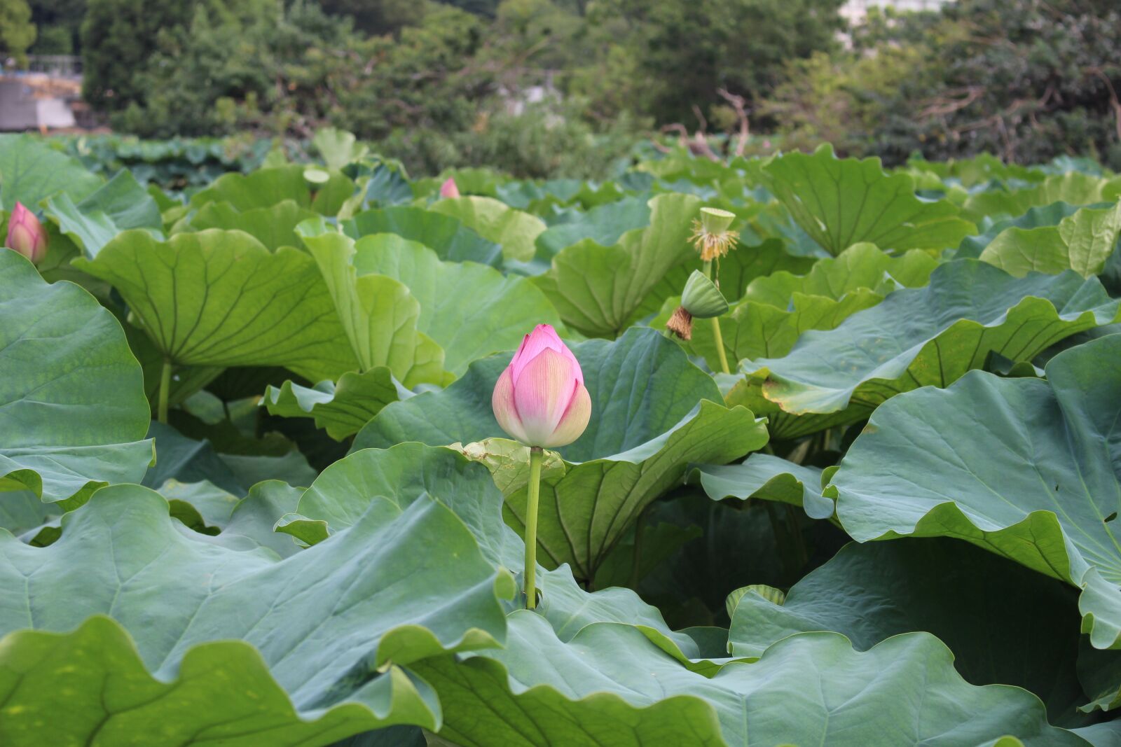 Canon EOS 100D (EOS Rebel SL1 / EOS Kiss X7) sample photo. Plant, lotus, leaf photography