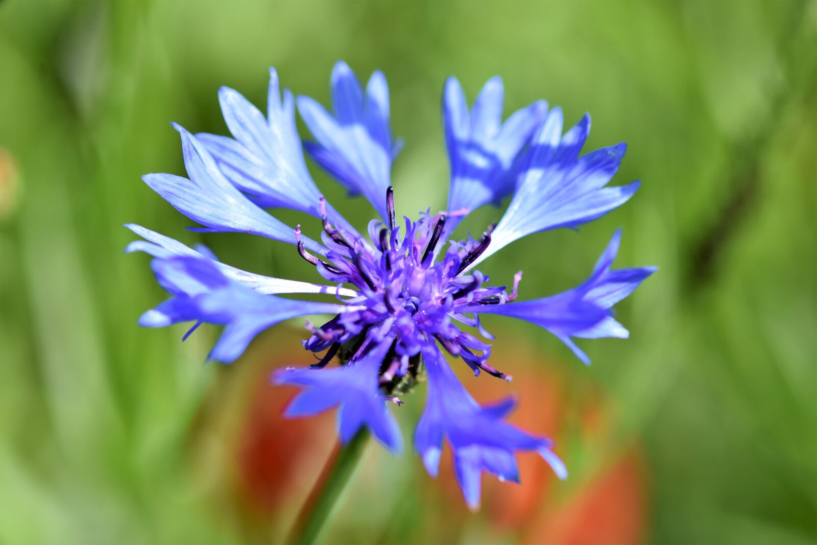 Nikon D7200 sample photo. Alpine cornflower, cornflower, centaurea photography