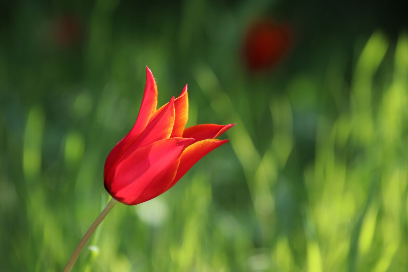 Canon EOS 800D (EOS Rebel T7i / EOS Kiss X9i) sample photo. Tulip, flower, spring photography