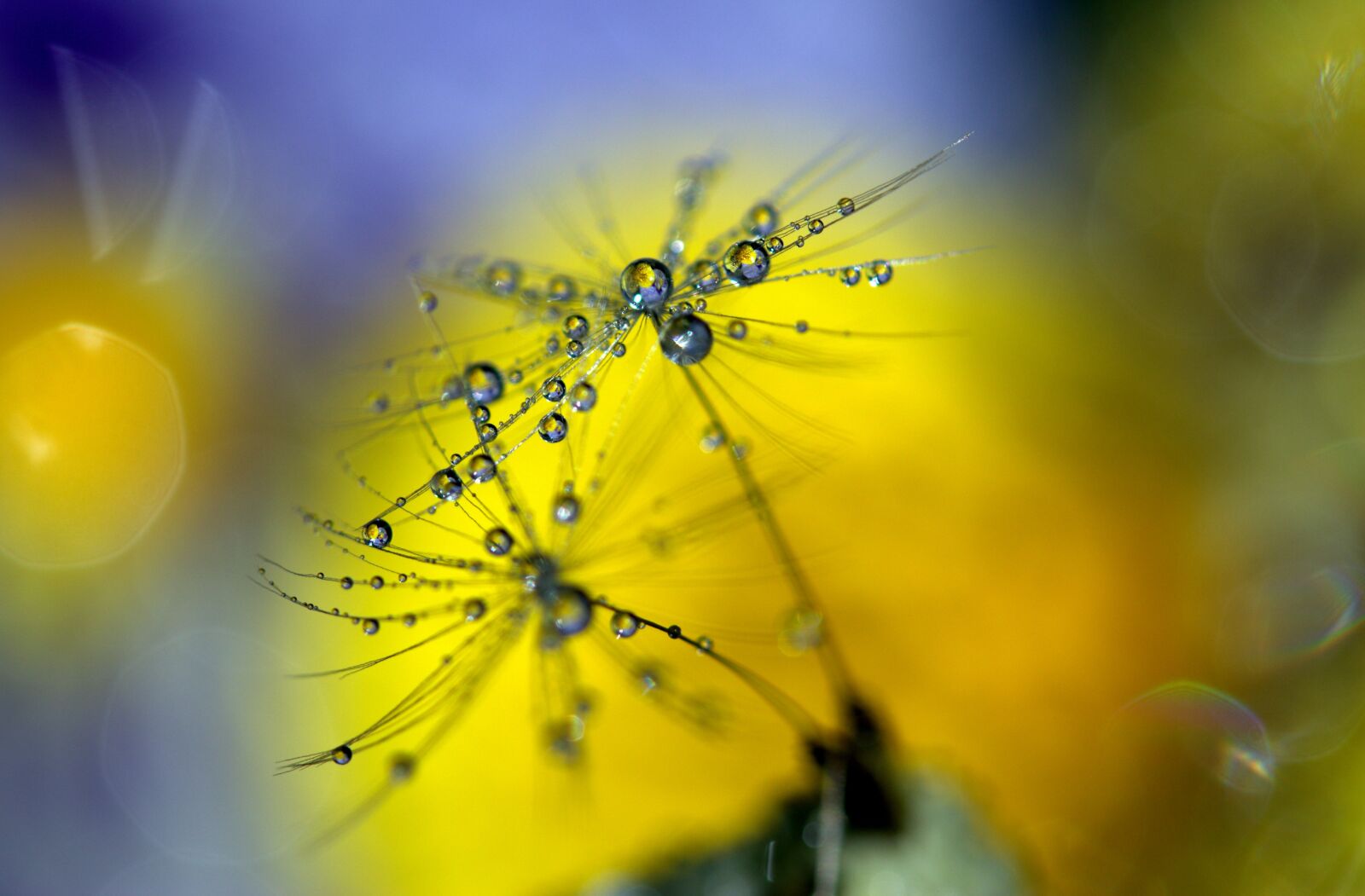 Canon EF-S 60mm F2.8 Macro USM sample photo. Dandelion, drops, wet photography