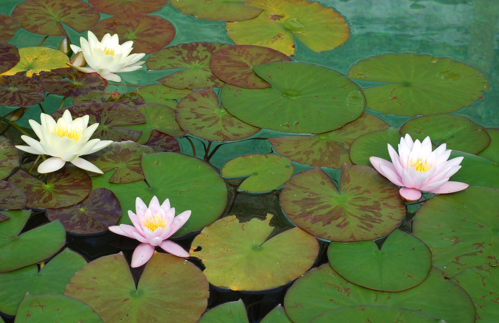 Nikon D80 sample photo. Water lily, water rose photography