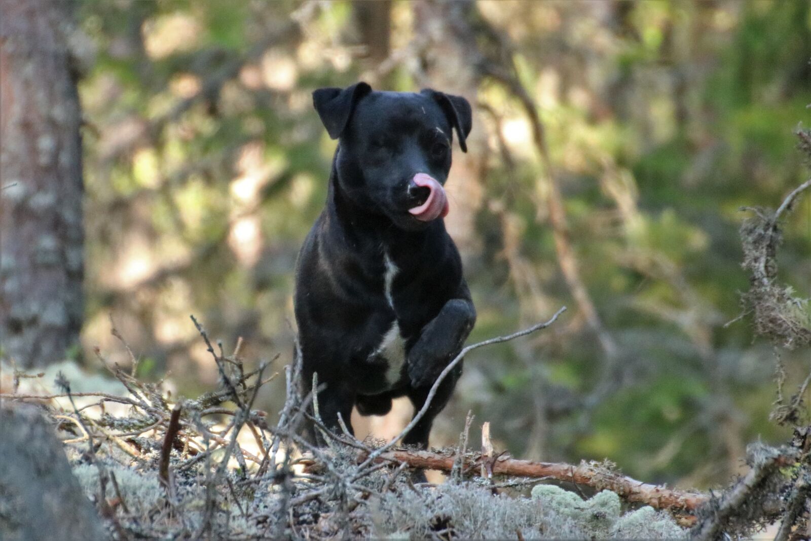 Canon EOS 750D (EOS Rebel T6i / EOS Kiss X8i) sample photo. Dog, terrier, patterdale terrier photography