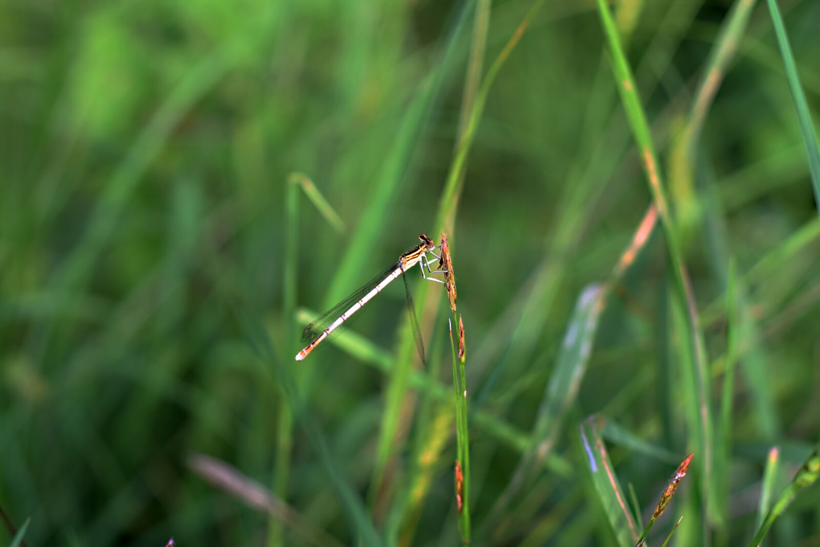 Nikon D5300 sample photo. Insects, meadow, country photography